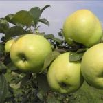 Пюре Антоновка: най-добрите рецепти за приготвяне на домашно ябълково пюре